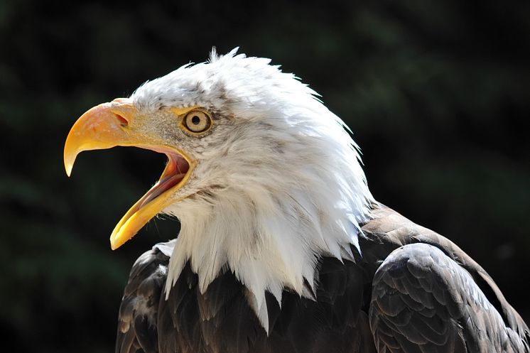 Canon_RF 200-800mm F6.3-9 IS USM_Sample-Get-Inspired-PL_bald-eagle-2