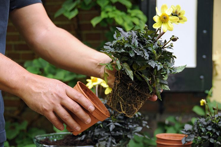 Samplantering av mörkbladig dahlia - steg 3