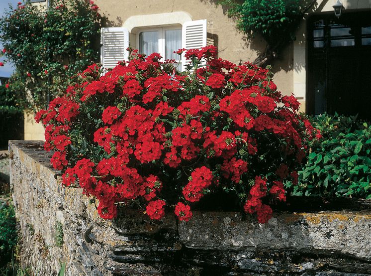 Verbena Tucana Scarlet