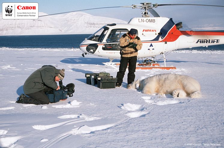 WWF-Canon 10 år tagging av isbjörn