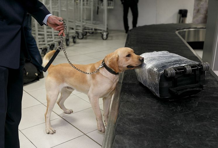 Sökhund på flygplats