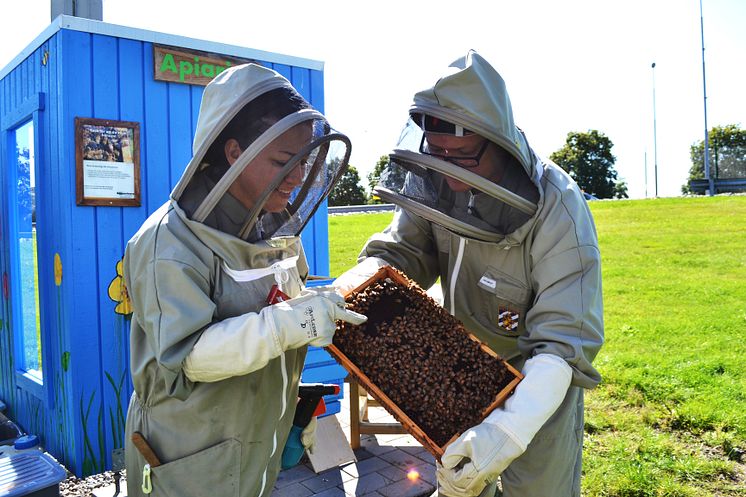Honungsskörd på Landvetter