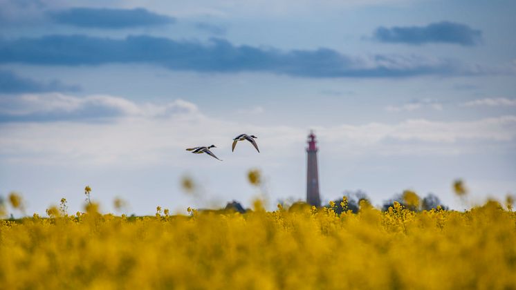 Rapsfeld vor dem Flügger Leuchtturm