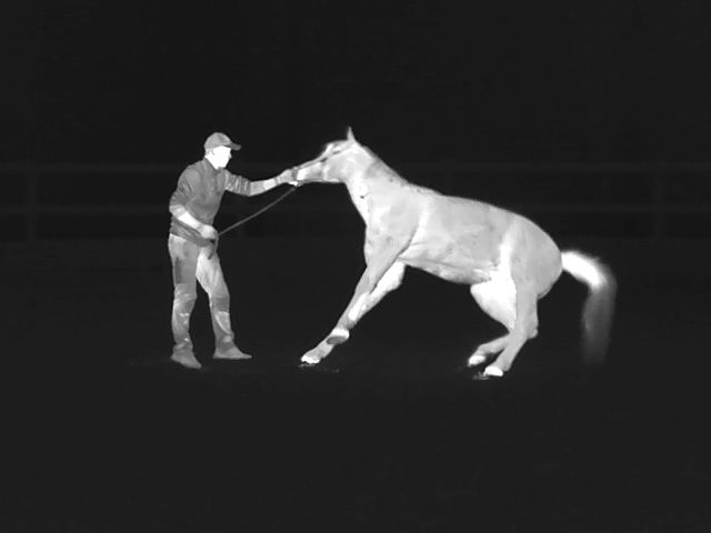 Tove Kjellmark, They Shoot Horses Don't They? 2022 (video still)