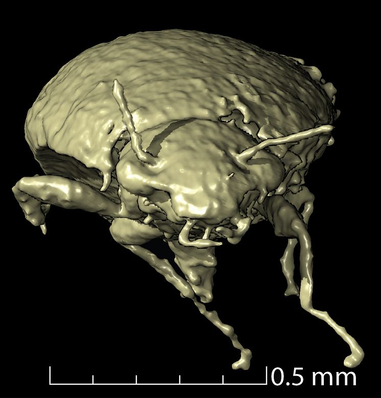 Beetle anterior view 