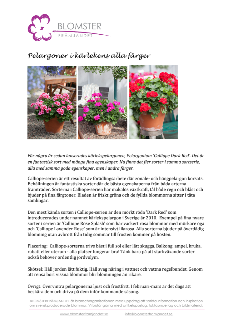 Pelargoner i kärlekens alla färger