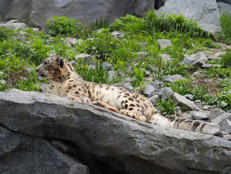 Zoo Leipzig - Schneeleopard