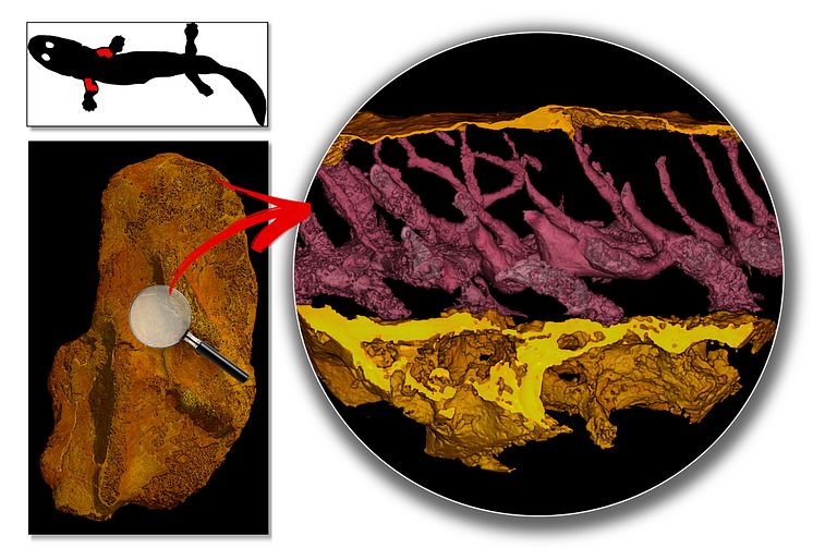 Image 2 - Sanchez et al Nature