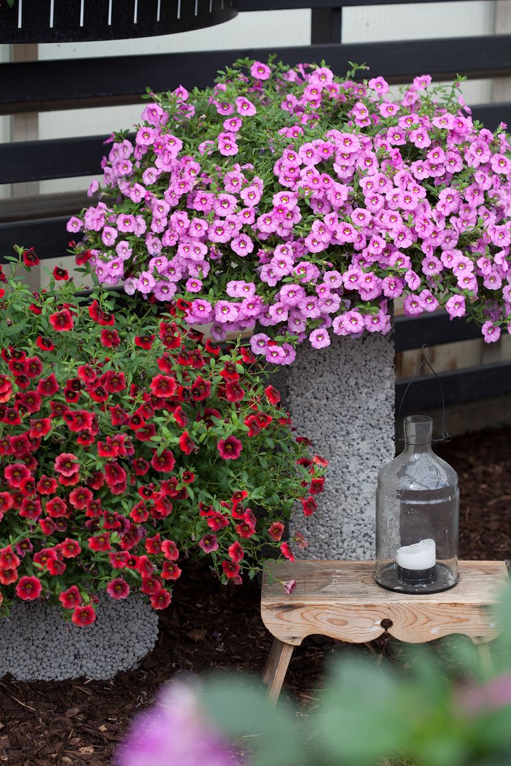 Småpetunia 'Pomegranate Punch' och 'Hot Pink'