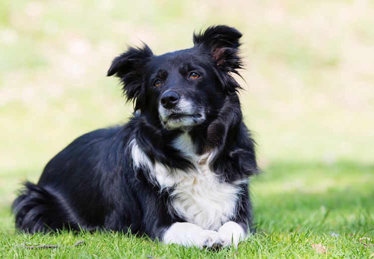 Hund i park