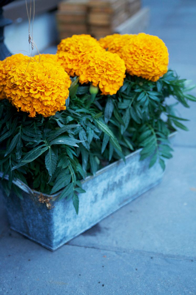 Stor tagetes, orange 1