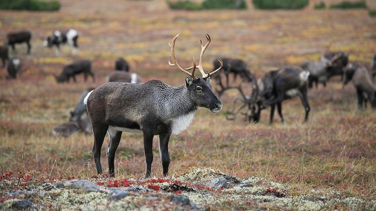 Svevia vill återställa renbetesland - foto - Natalia Kollegova - Pixabay