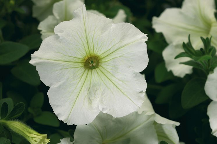 Petunia Sanguna Vanilla