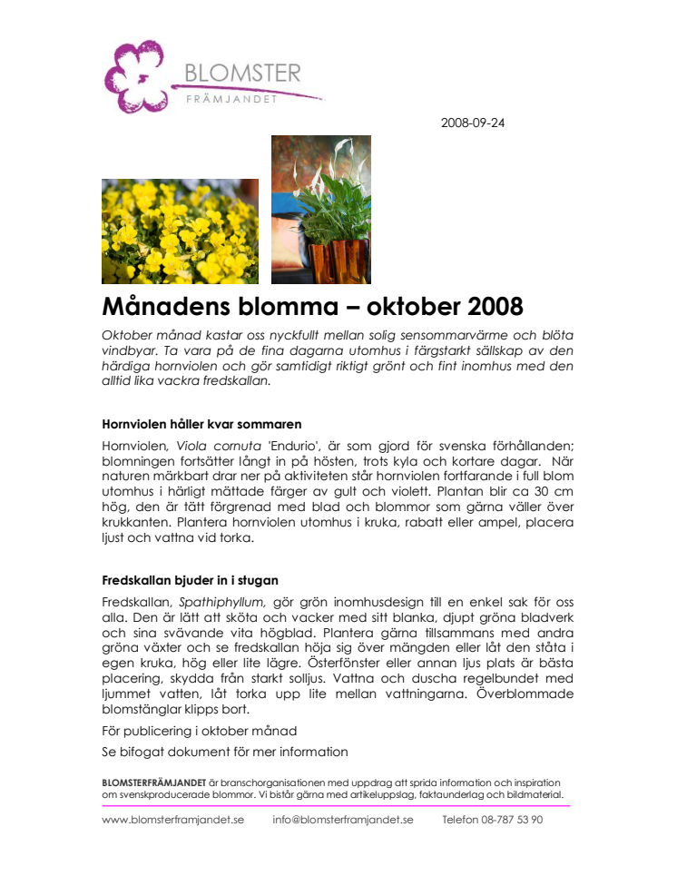 Månadens blomma – oktober 2008