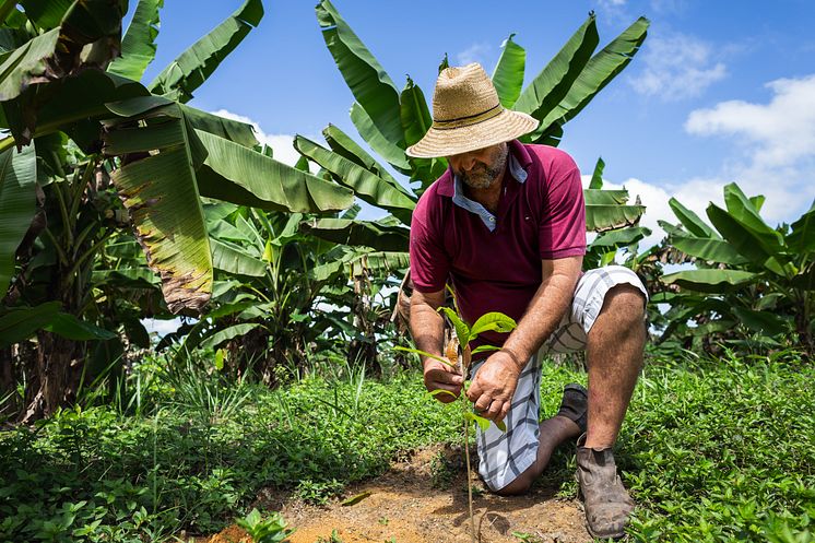 Cocoa Life_farming_Brazil_10