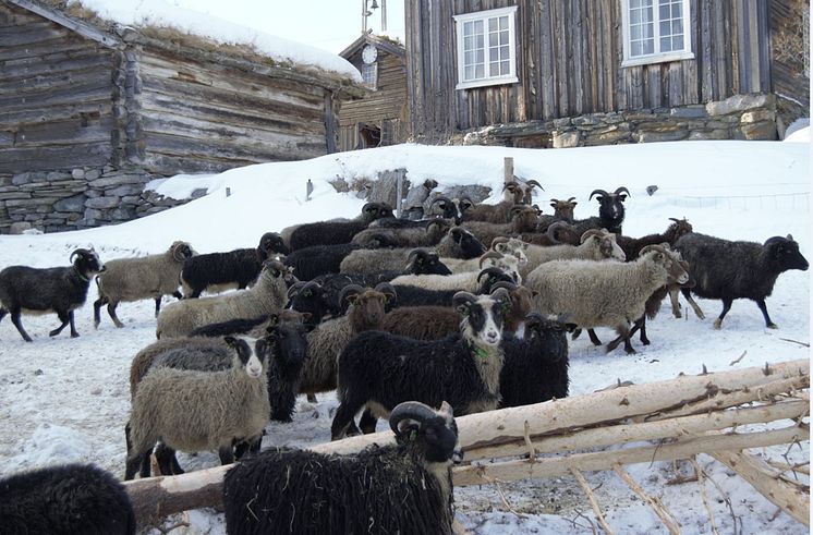 Spælsauer på Valbjør gård i Vågå