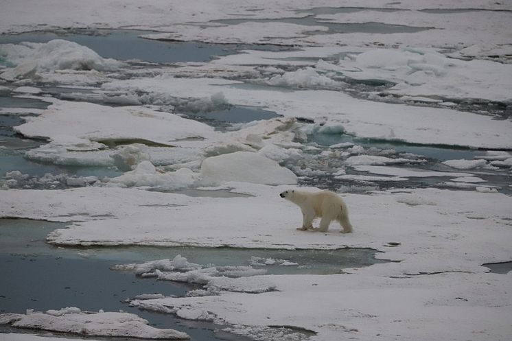 Polar bear near island Vize