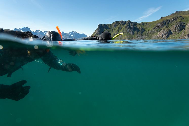 Diving in Lofoten - Hallvard Kolltveit, Destination Lofoten.jpg