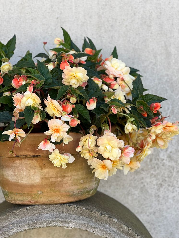 Begonia_Chardonnay_2023