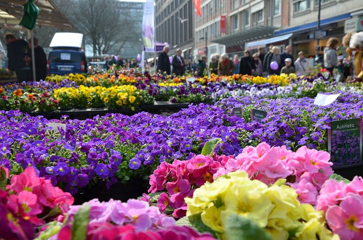 Ein buntes Blumenmeer erwartet die Gäste