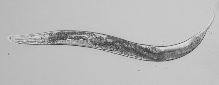 C.elegans liggande 