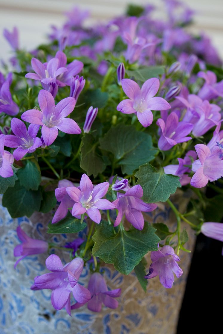 Stjärnklocka - Campanula poscharskyana