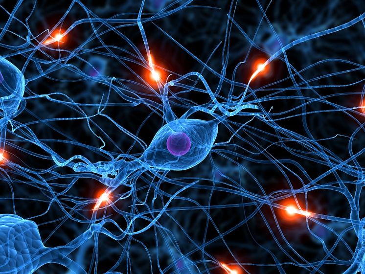 Ny teknik underlättar studier av hjärnceller vid stroke