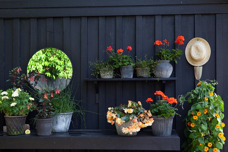 8Årets Sommarblomma 2023 Thunbergia alata Svartöga orange foto annikasnaturligating B