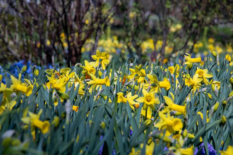 Vårflor