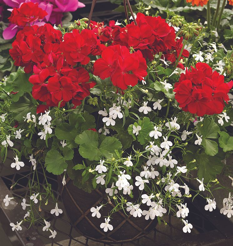 Kärlekspelargoner i samplantering med lobelia