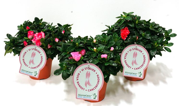 Dagens Rosa Produkt 2 oktober - en Azalea från Mäster Grön