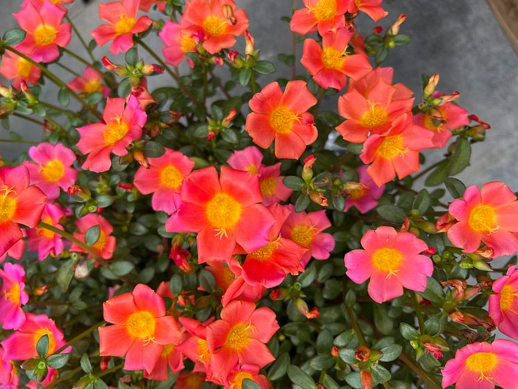 Portulaca oleracea Mega Pazza Dark Orange_2024