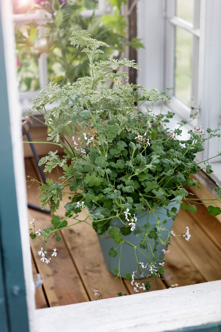 Doftpelargoner. 