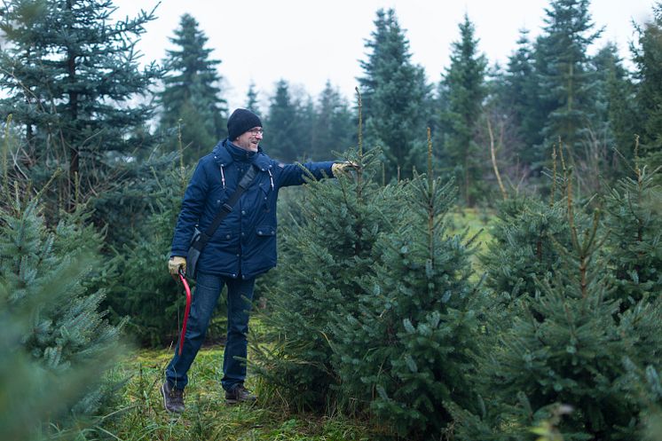 Weihnachtsbaum-Schlagen