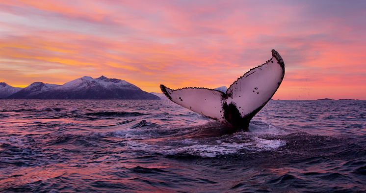 Humpback whale, Northern Norway