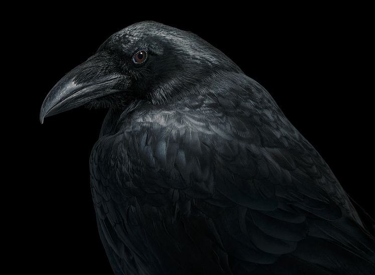 Birds_Raven - 2000px.jpg