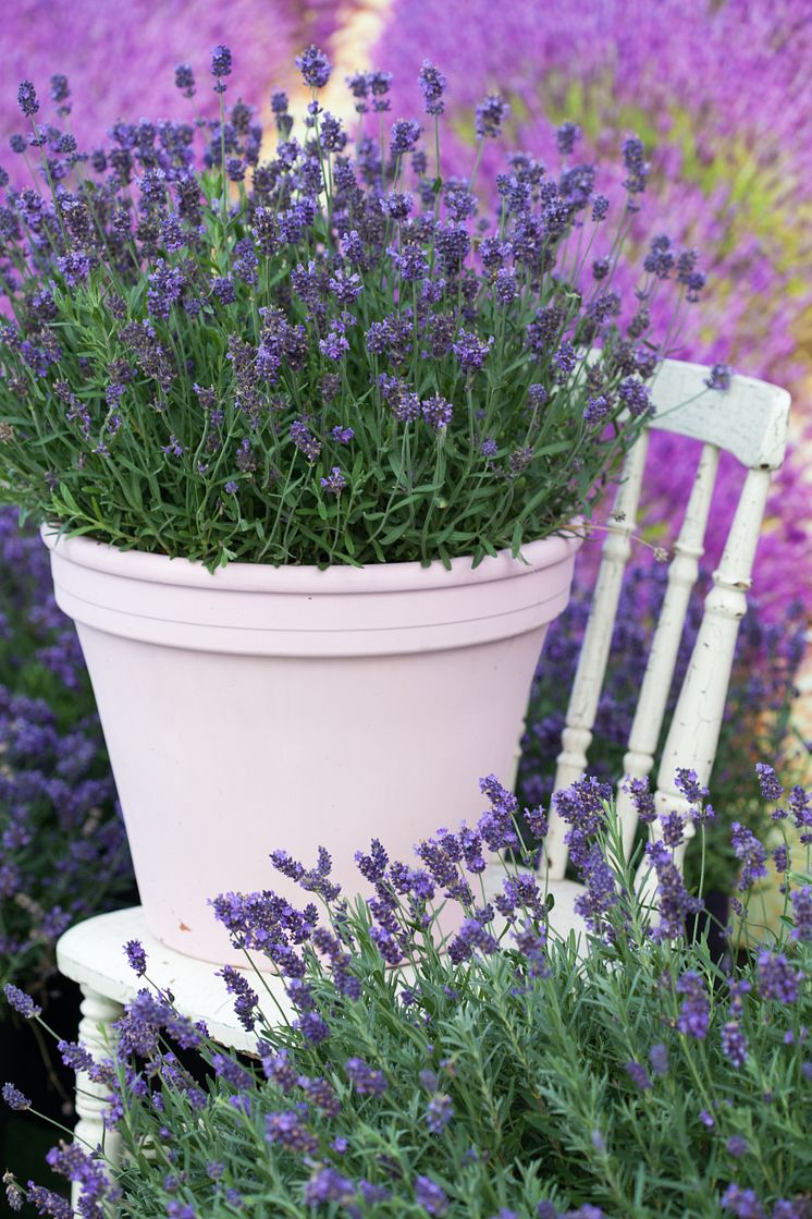 Lavendel, närbild