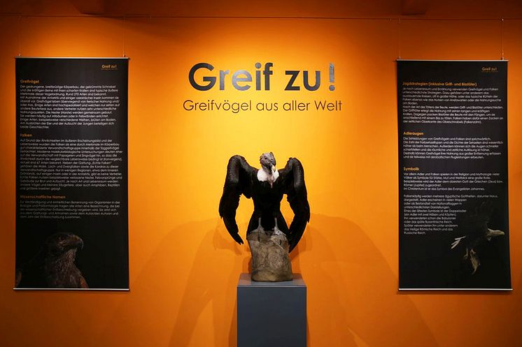 "Greif zu! - Greifvögle aus aller Welt": neue Ausstellung im Naturkundemuseum Leipzig