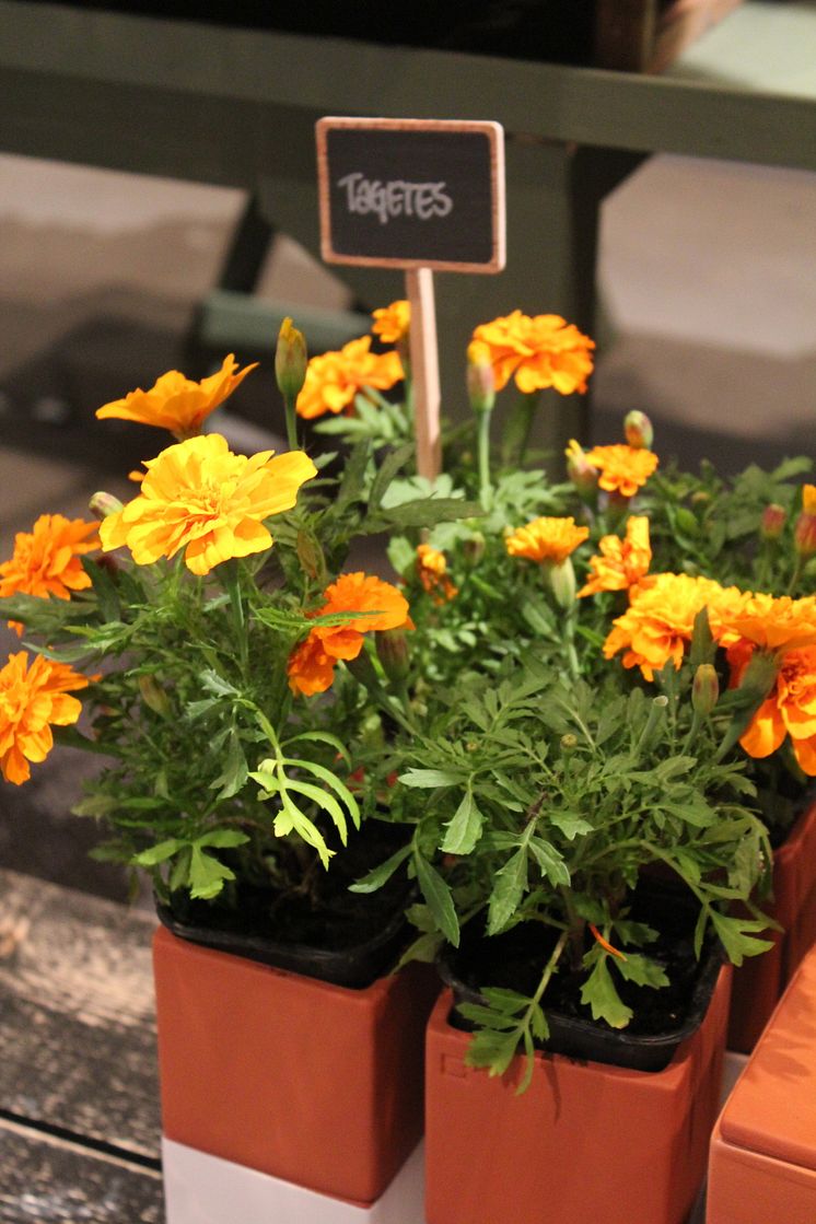 Tagetes