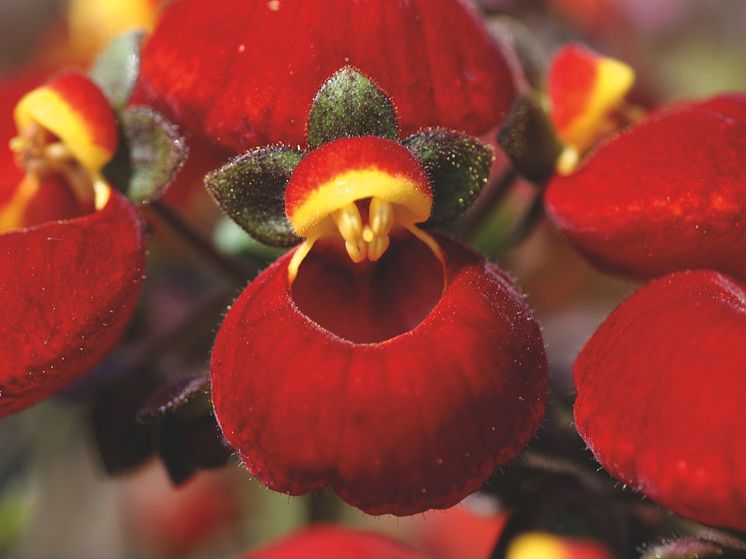 Toffelblomma, Calceolaria 'Calynopsis', close up. 