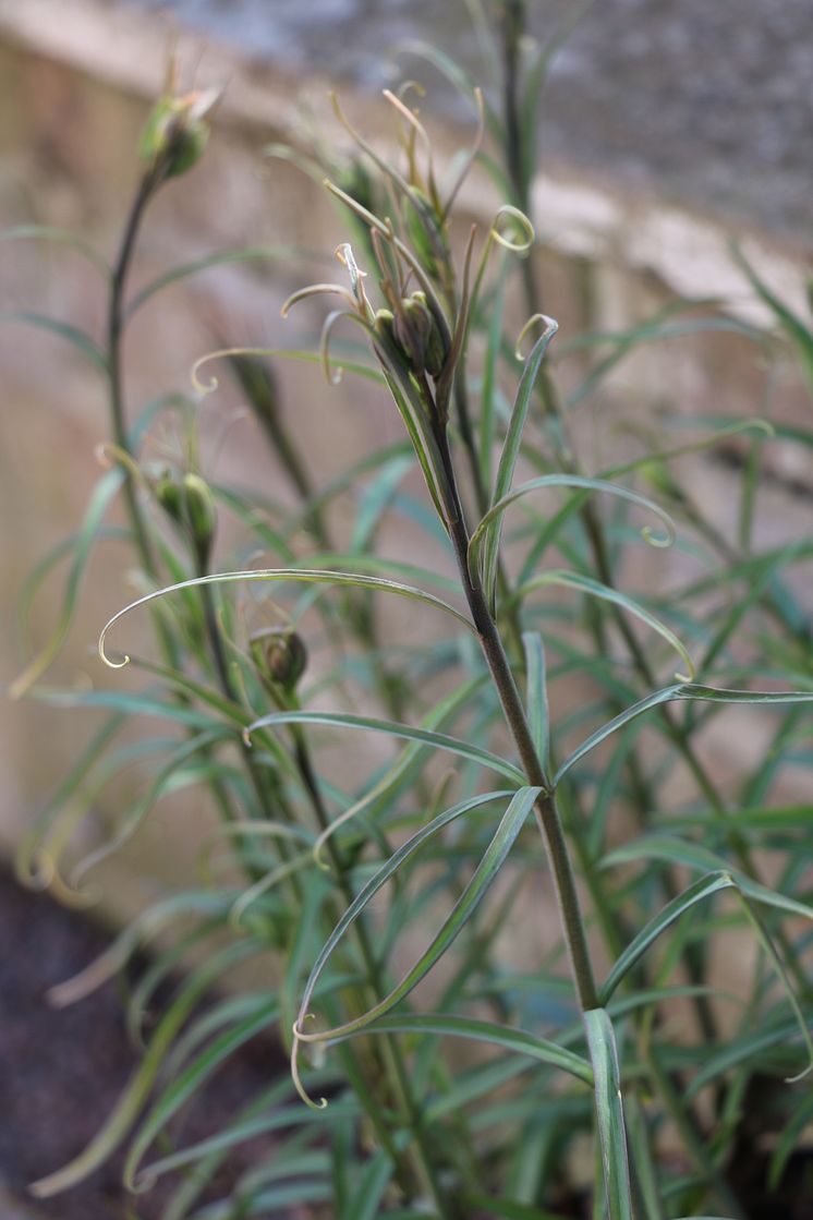 Fritillaria thunbergii