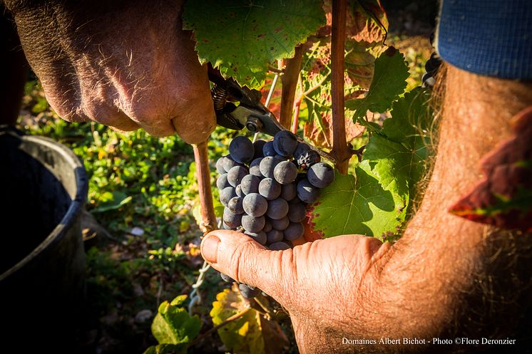 skörd pinot noir