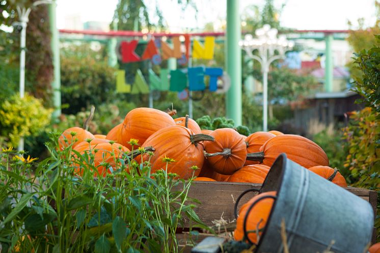 Halloween i Kaninlandet på Liseberg