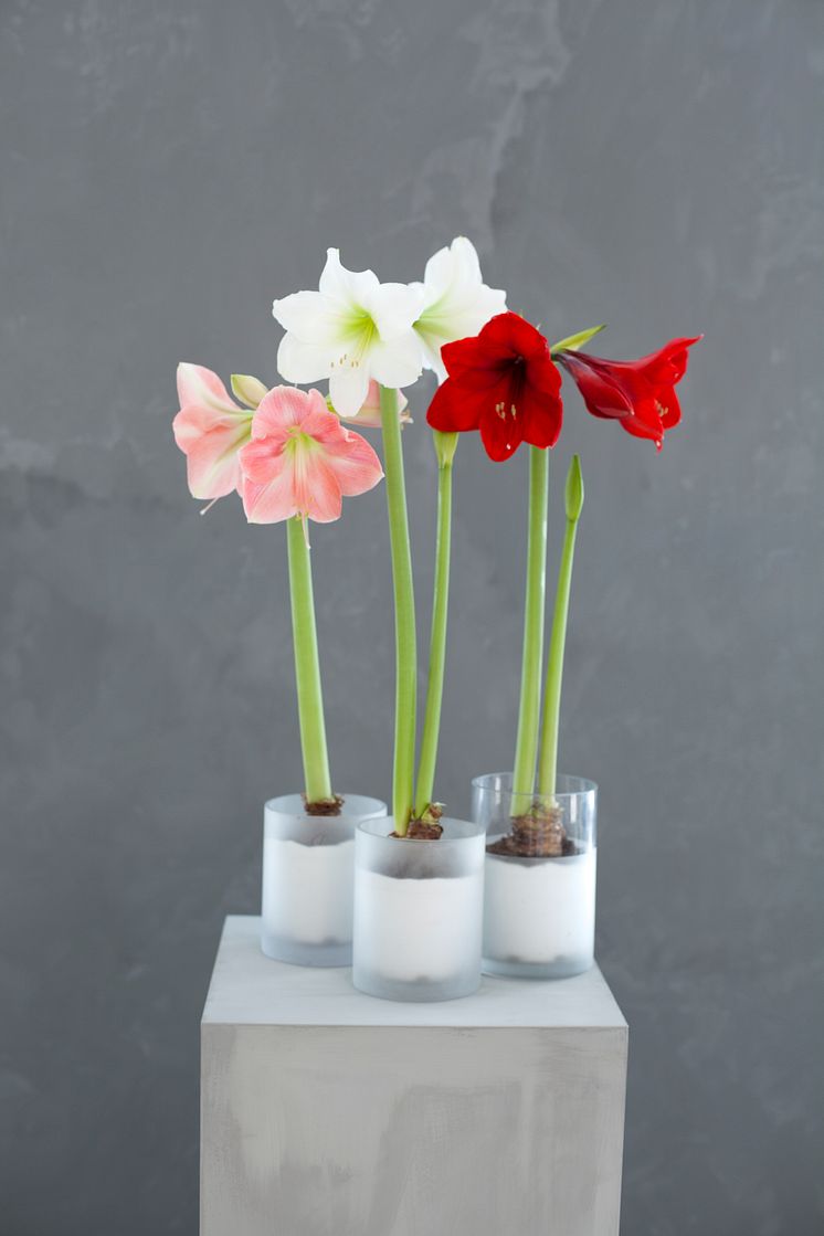 Amaryllis i glasspotte