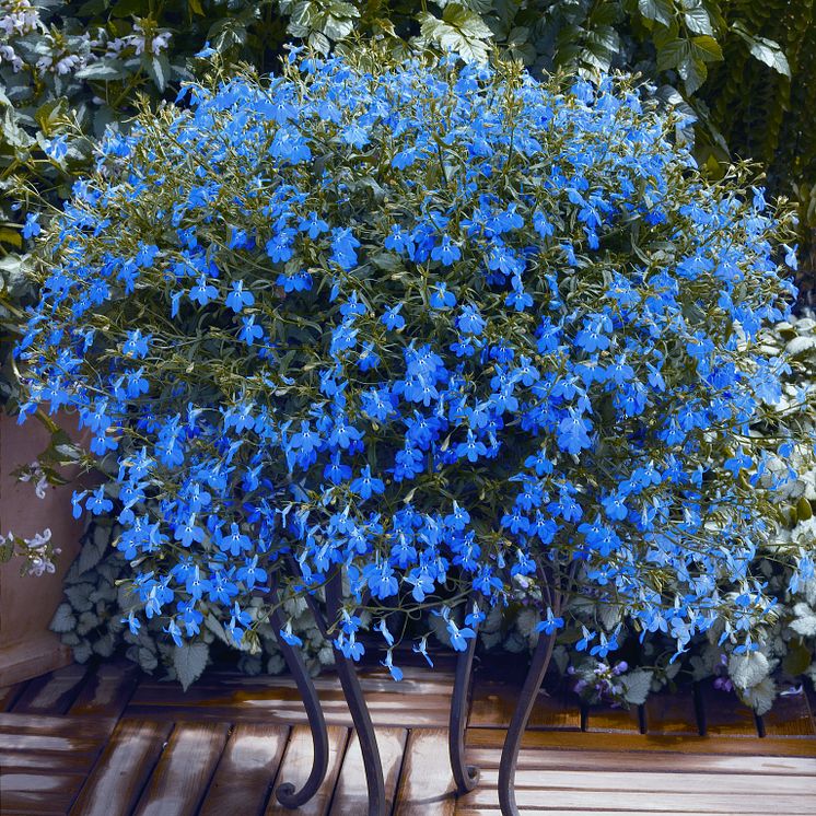 Lobelia erinus Techno Blue