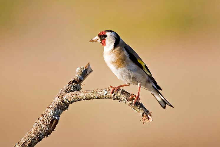 Goldfinch