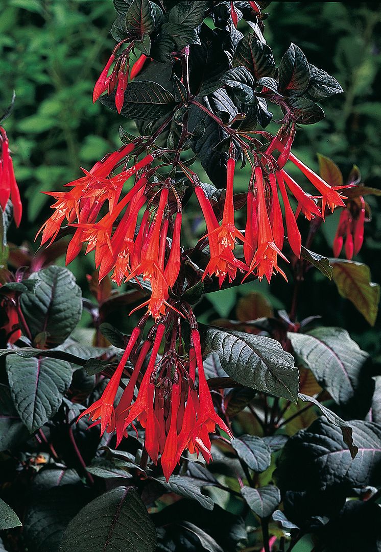 Pipfuchsian ’Gartenmeister Bonstedt’