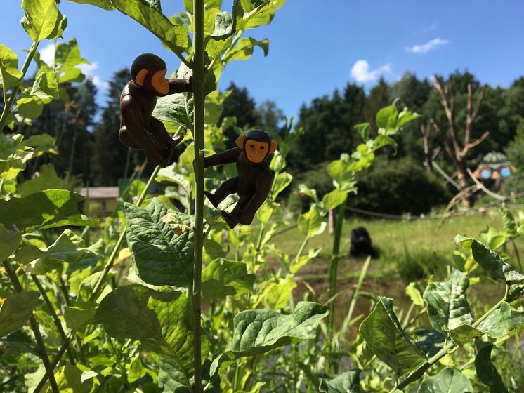 Tierischer Spaß und affenstarke Aktionen im Serengeti-Park Hodenhagen