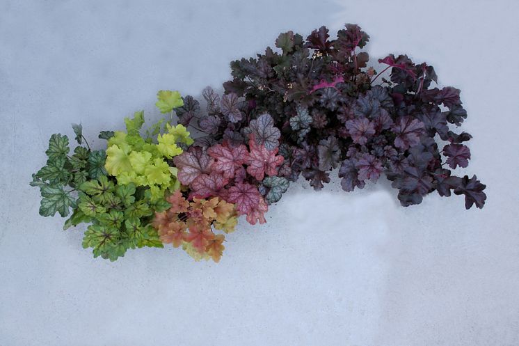 Alunrot - Heuchera-potpurri