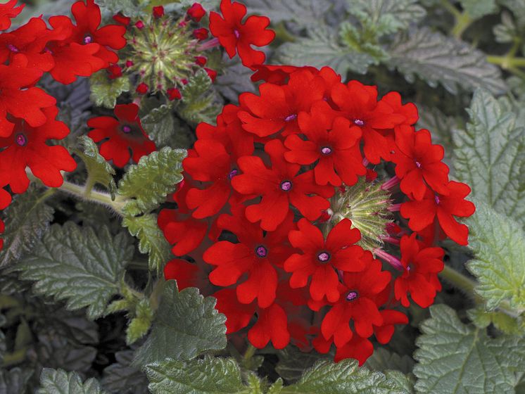 Verbena Lanai Red 07